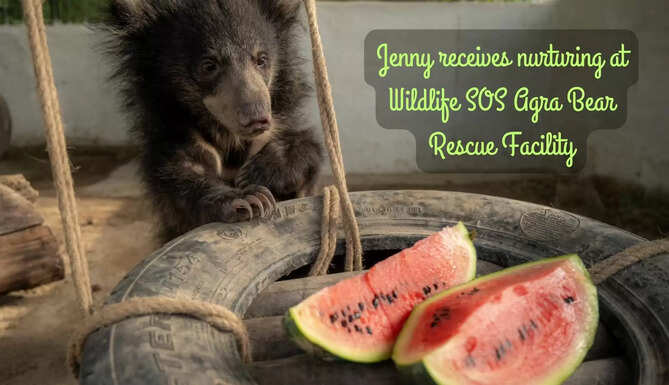 Wildlife SOS