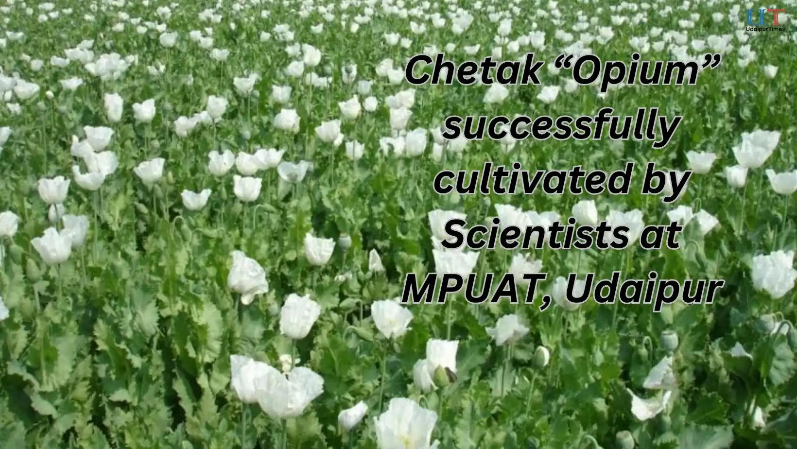 Chetak Opium cultivated successfully at MPUAT, Udaipur