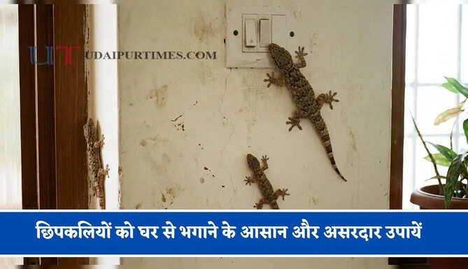 छिपकलियों को घर से&nbsp;भगाने के आसान और असरदार उपायें, आप भी अपनाकर देखें&nbsp;