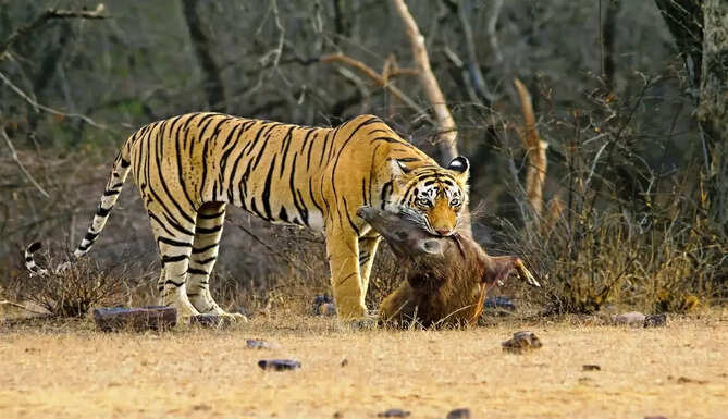 tiger