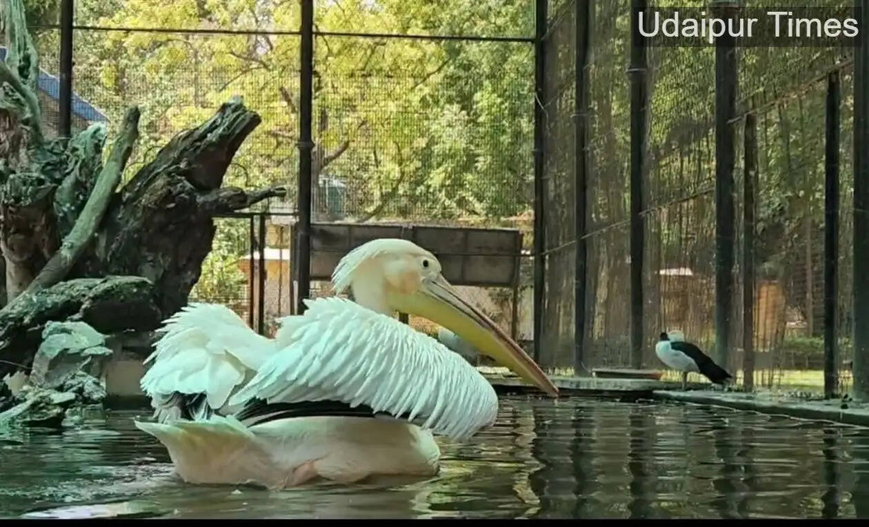 Forest Department coolers and green nets installed at Gulab Bagh Bird Park in Udaipur to protect birds during 43&deg;C heatwave