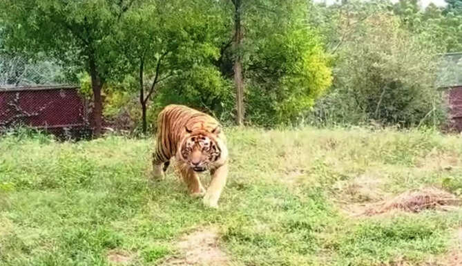 t-24