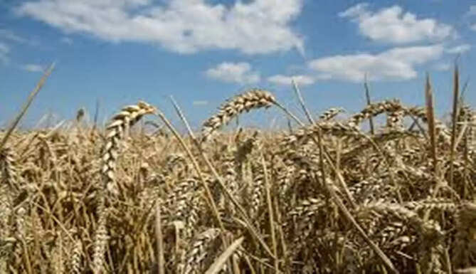 free foodgrain