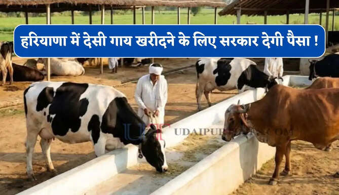 हरियाणा में देसी गाय खरीदने के लिए सरकार देगी पैसा ! जैविक खेती करने वालों को भी मिलेंगे 10 हजार रुपये&nbsp;