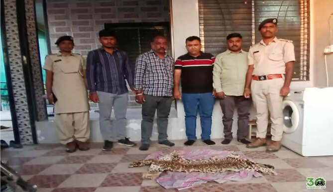 Valsad leopard