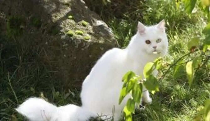 Persiancat 