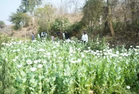 opium field