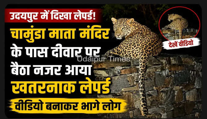 Panther sitting on a roadside stone wall near Chamunda Mata Temple in Sayra, Udaipur, during a late-night wildlife sighting.