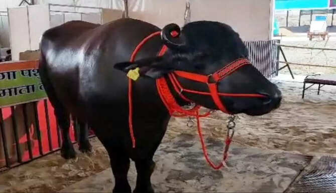 bufallo raja