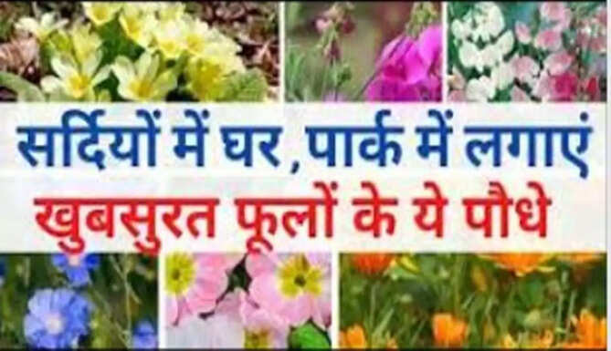 flowers in winter season 