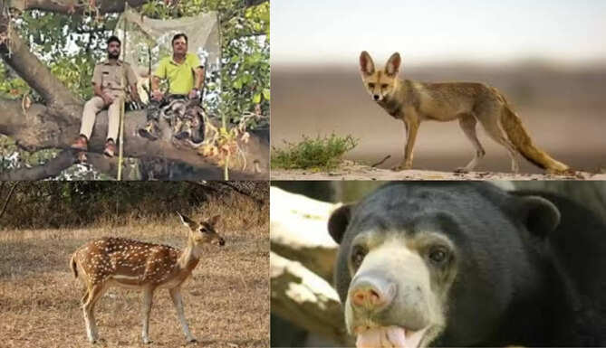 Wildlife Census Udaipur