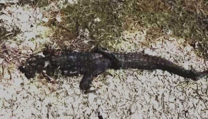 2 more crocodiles found dead in Bedach River taking the count to 3