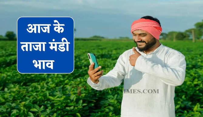 Mandi Bhav : नरमा-ग्वार के भाव में बड़ी तेजी, देखें सभी मंडियों के नए रेट