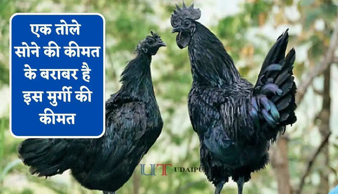 एक तोले सोने की कीमत के बराबर है इस मुर्गी की कीमत, दुर्लभ नस्ल 'अयाम सेमानी' बनी पूरी दुनिया में चर्चा का विषय&nbsp;