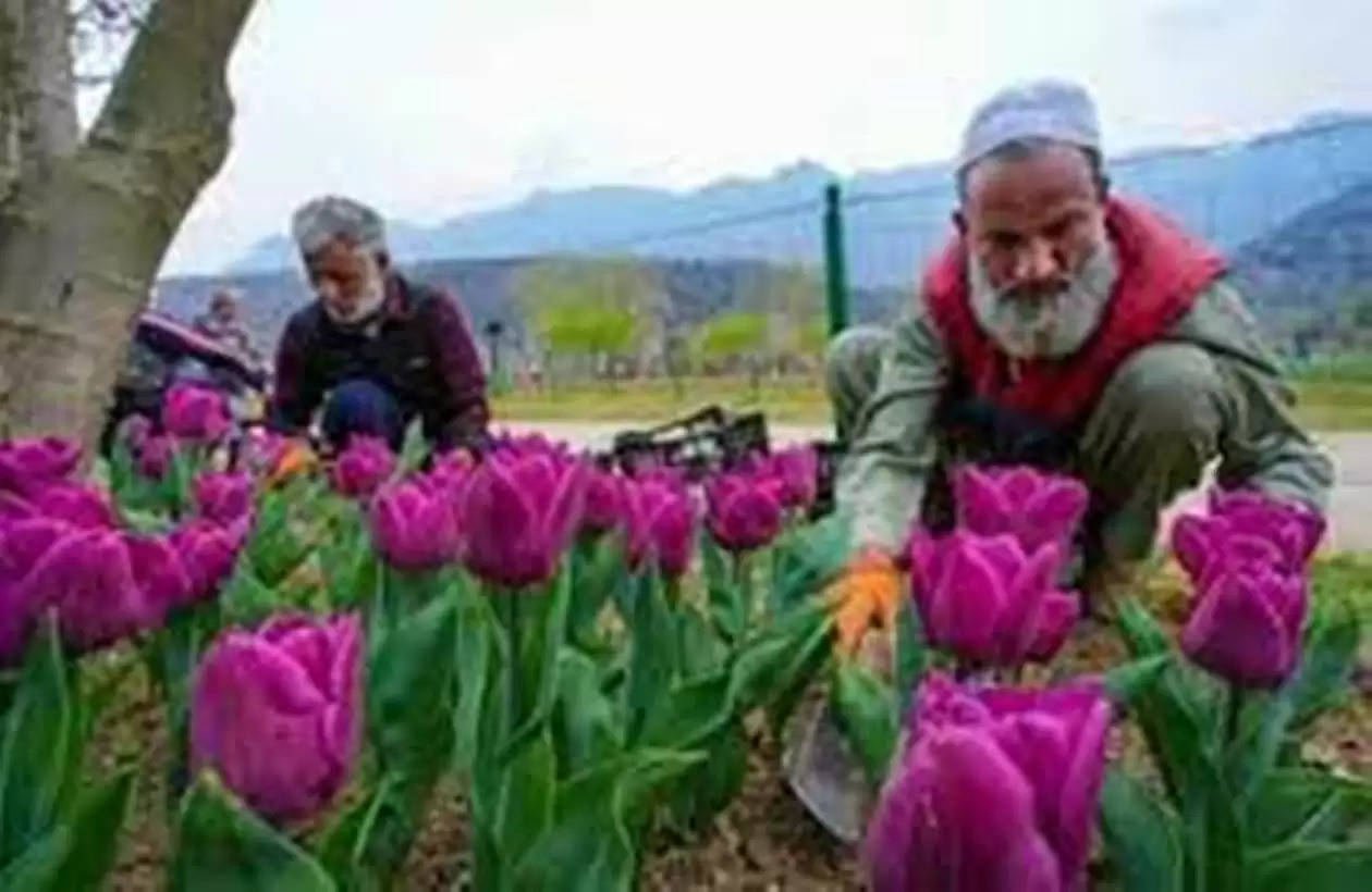 Tulip Garden In Srinagar, Kashmir