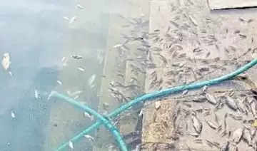 Gangu Kund Fish Dead