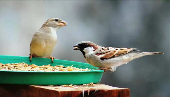 sparrow bird