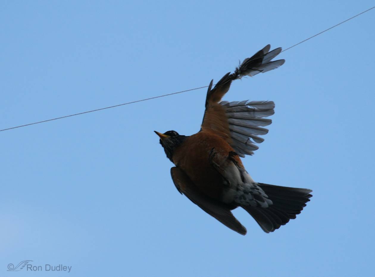 पतंग डोर से पक्षियो को बचाने की अपील