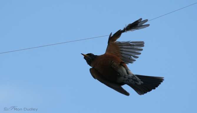 save birds from kite strings