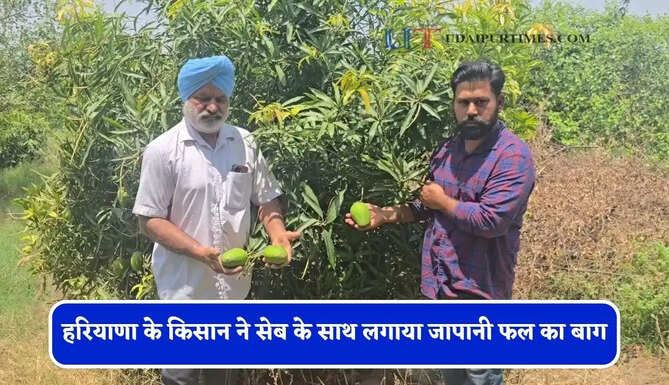 हरियाणा के किसान ने सेब के साथ लगाया जापानी फल का बाग, अब कर रहा लाखों में कमाई&nbsp;