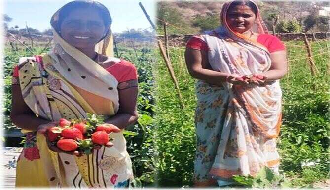 जावर के ग्रामीण खेतों में पैदा स्ट्राॅबेरी पहुॅंची मुख्यमंत्री आवास
