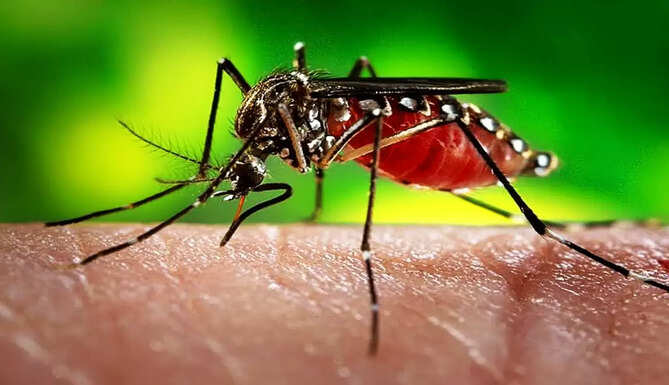 zika virus