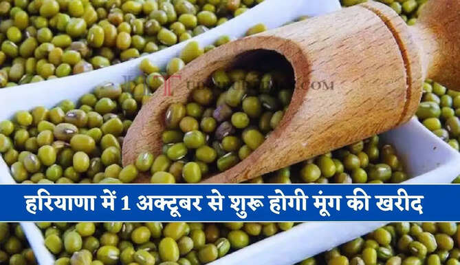&nbsp;हरियाणा में 1 अक्टूबर से शुरू होगी मूंग की खरीद, मूंग का MSP 8780 रुपये और तिल का 10346 रुपये तय&nbsp;