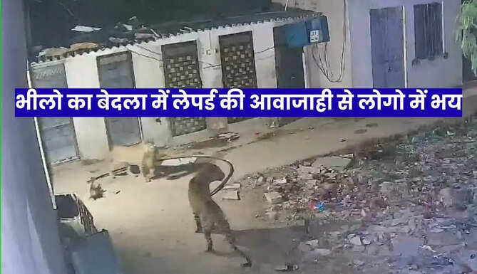 Leopard terror in udaipur 