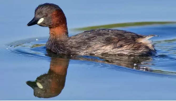 bird