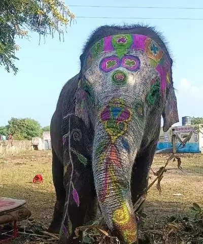 Elephant Udaipur