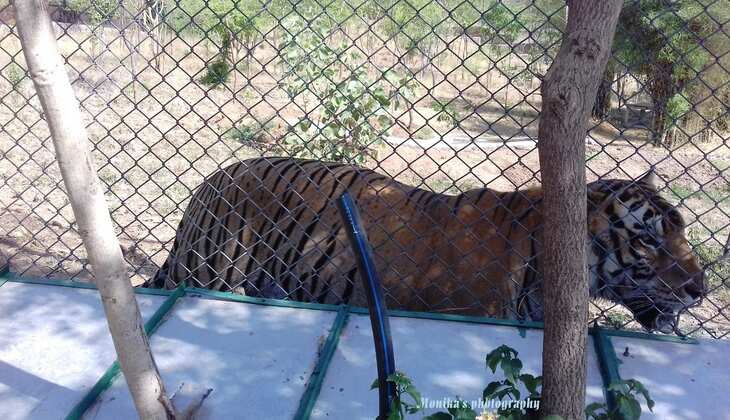 Sajjangarh Bio-Park and sanctuary timing extended by 30 minutes