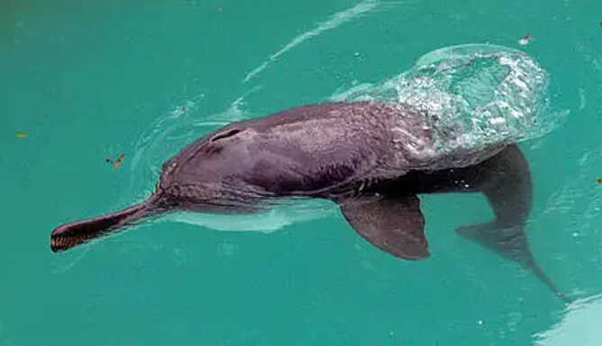 dolphins