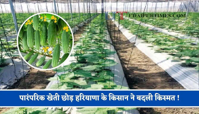 पारंपरिक खेती छोड़ हरियाणा के किसान ने बदली किस्मत ! नेट हाउस लगाकर 10 लोगों&nbsp;को दिया रोजगार