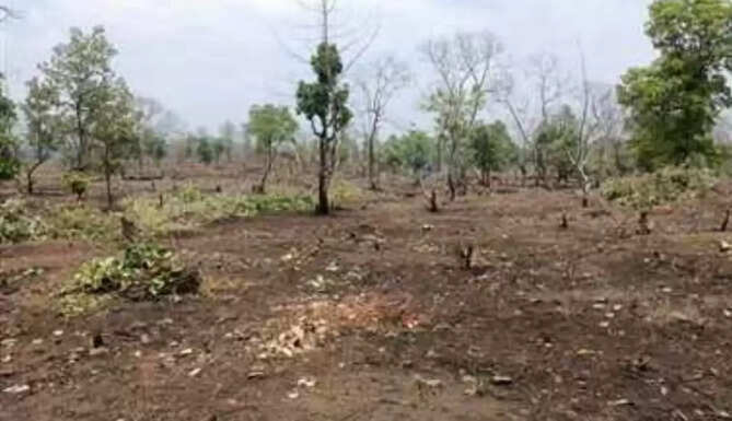 deforestation