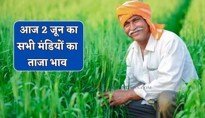 Mandi Bhav : सरसों-कपास के भाव में बड़ा उछाल, देखें सभी मंडियों के नए भाव&nbsp;