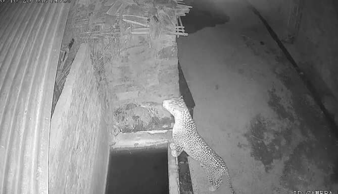 Leopard Spotted