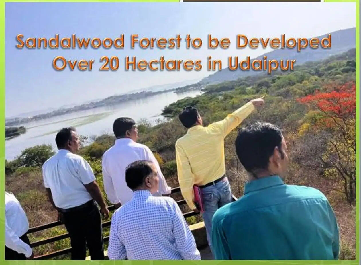 Sandalwood Forest in Udaipur