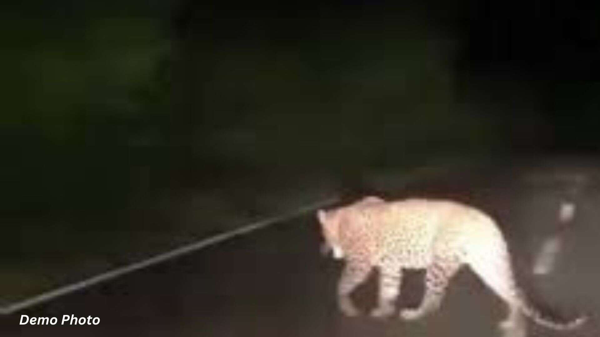 Leopard Collides with Biker Near Shilpgram; Both Injured