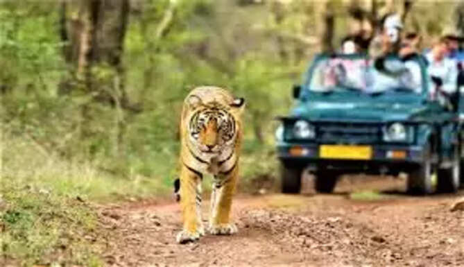 Kumbhalgarh Tiger Reserve