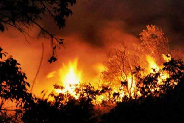 Fire swallows 50 and 200 hectares of forest in Jaisamand sanctuary and Kevda ki naal